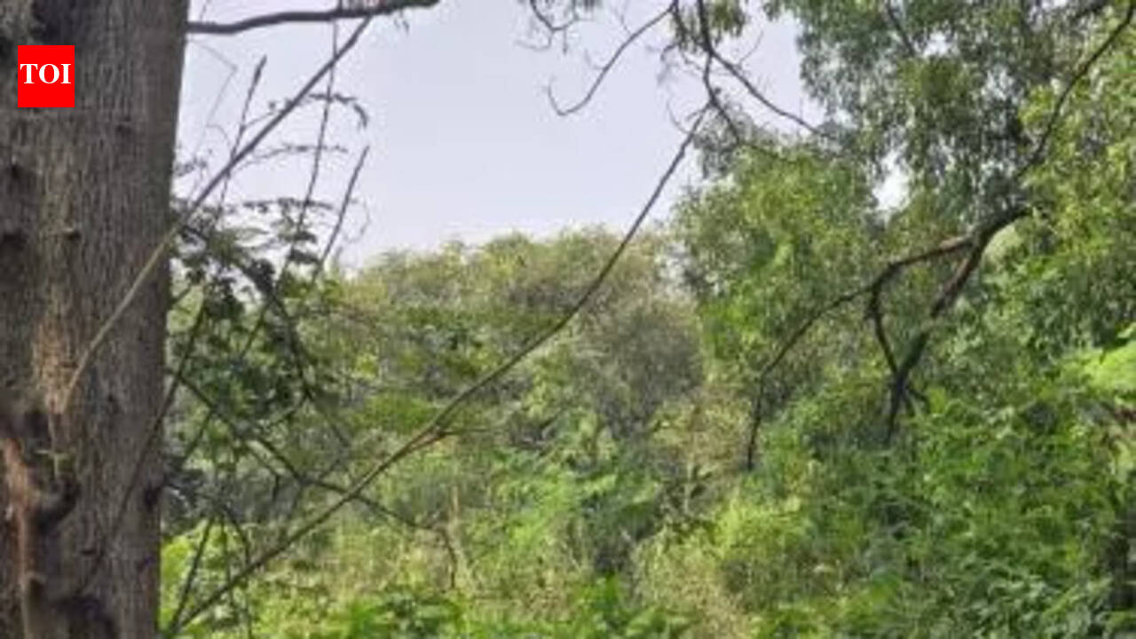 Mumbai activist demands Holi fires lit away from trees