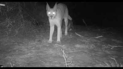 Radio-collared caracal seen near India-Pakistan border
