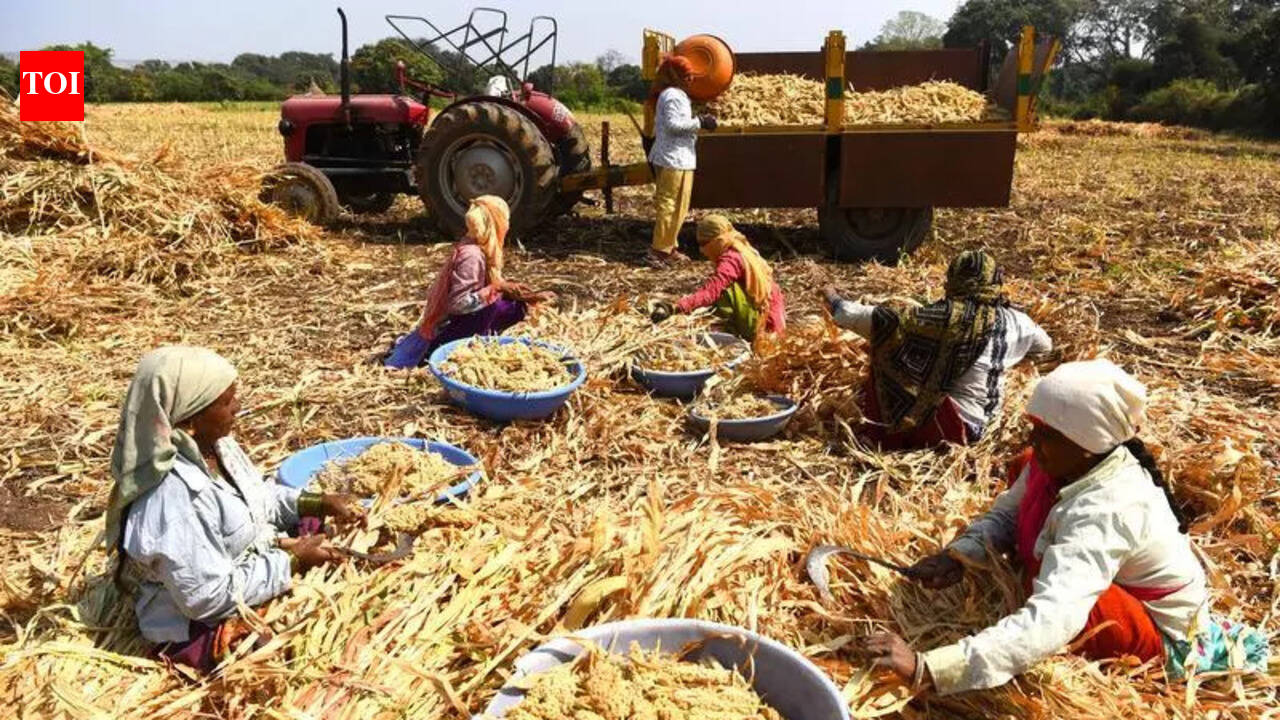 Farmers allege substandard jowar seeds trigger major losses in Pune