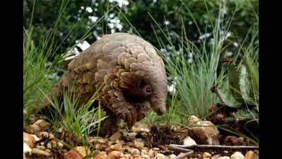 Jhargram to get India’s 2nd pangolin breeding centre