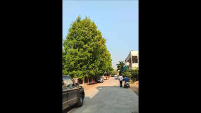 Besa residents demand removal of Conocarpus trees