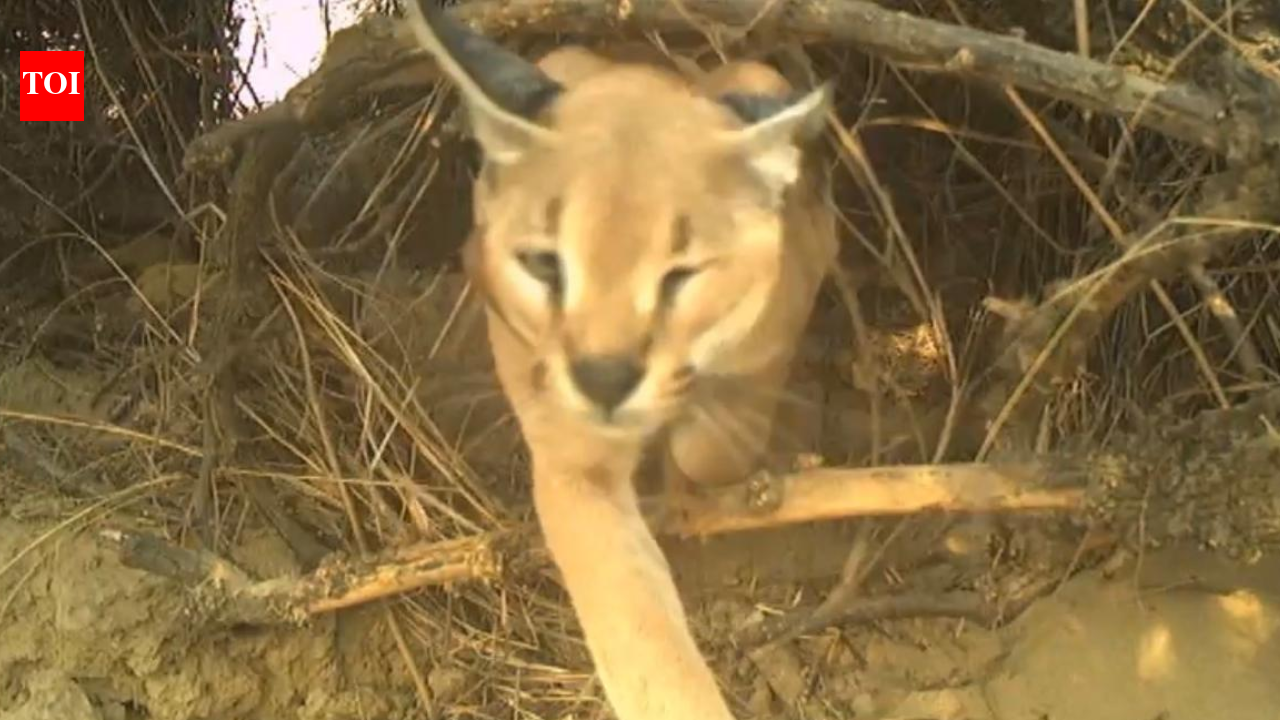 Endangered caracal fitted with collar ID for first time in Jaisalmer; forest officials track its desert movements