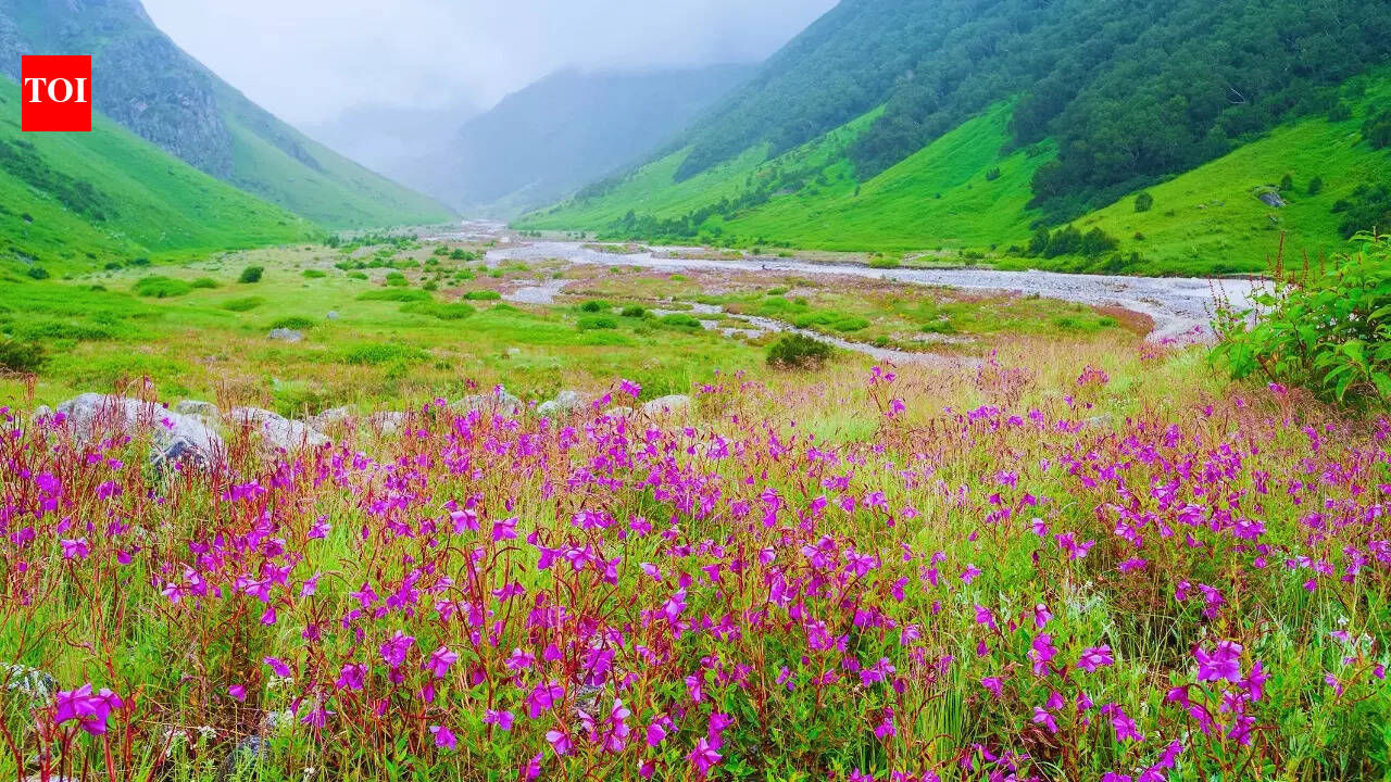 Unique Himalayas Flowers: 6 unique flowers of the Indian Himalayas, and where are they found