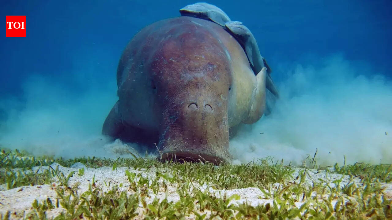 Sea cows of India: Best places to see dugongs as Tamil Nadu’s coast becomes a key destination | - The Times of India