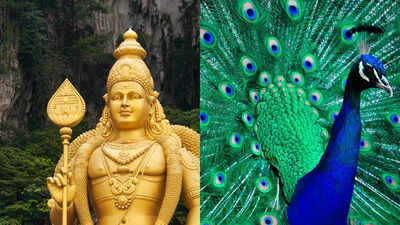 Why is the peacock associated with Lord Kartikeya