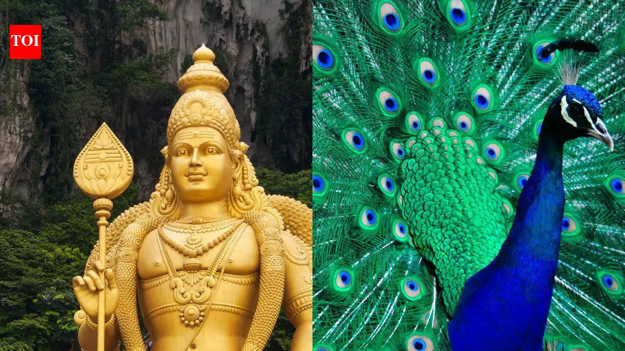 Why is the peacock associated with Lord Kartikeya