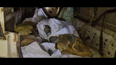 1 tonne of semi-precious green stones seized in Jajpur district