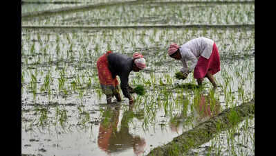 All pending agri power connections in AP to be cleared by month-end