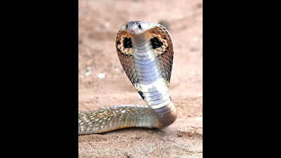 Snakebite cases likely to rise in summer, warns expert