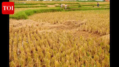 GFP submits agri bill for introduction in assembly