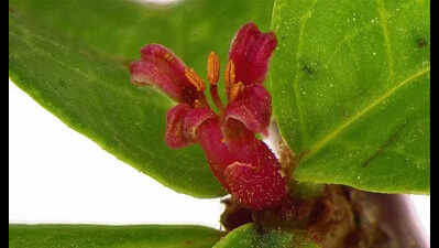 Researchers identify new ‘gugal’ species