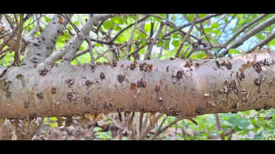 Researchers identify new ‘gugal’ species