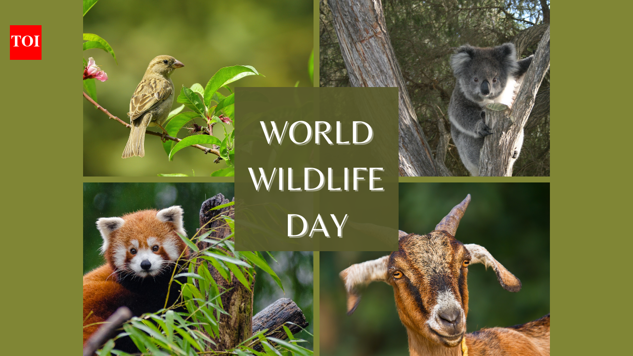Beyond Big Cats: World Wildlife Day 2026 shines spotlight on medicinal and aromatic plants