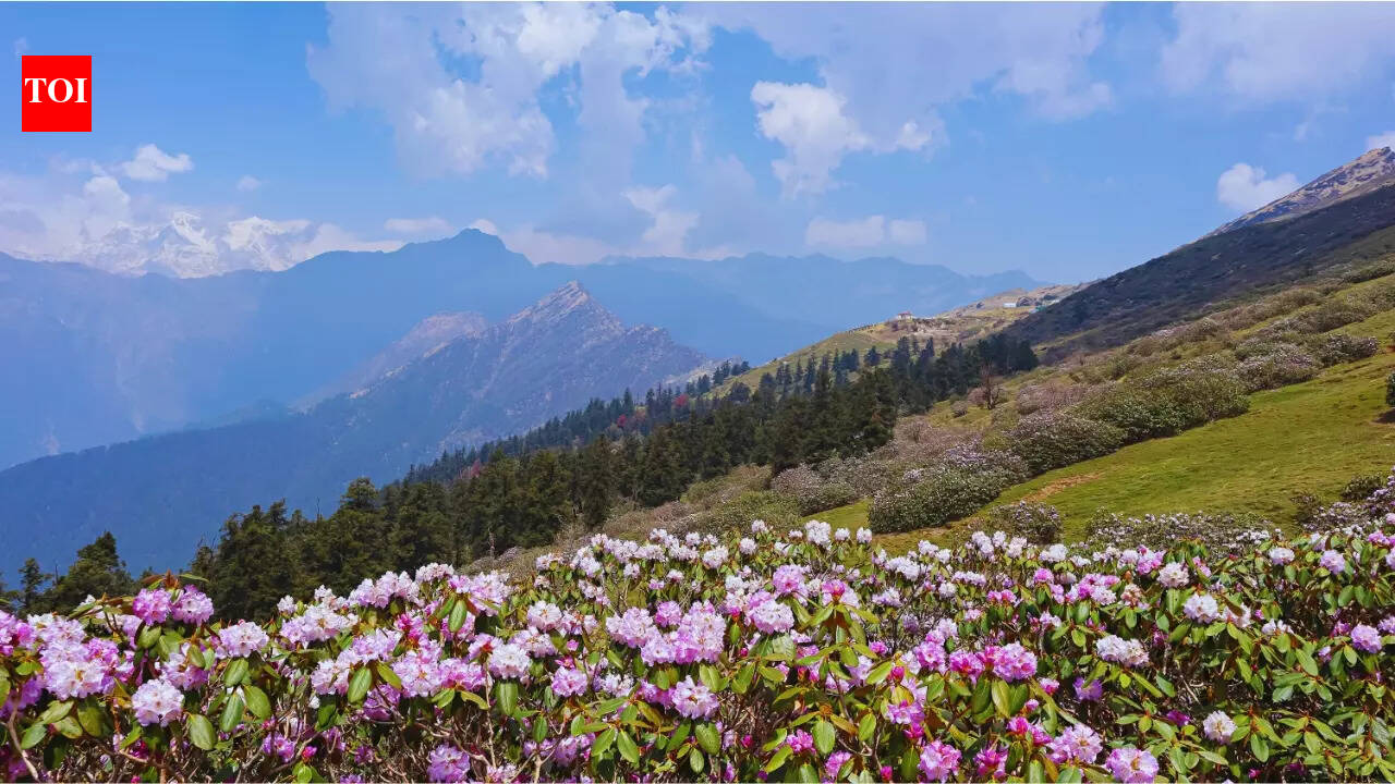 World Wildlife Day 2026: Wildlife parks and reserves in India known for medicinal and aromatic plants