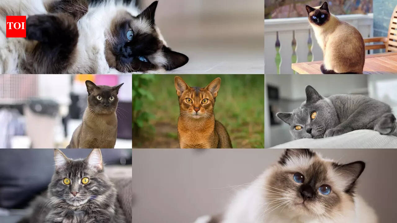 Top cat breeds that are perfect for kids