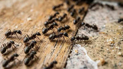 5 homemade ant killer sprays that really work using simple kitchen ingredients