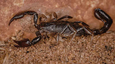 World’s largest scorpion from India looks terrifying at 9 inches long but is shockingly harmless