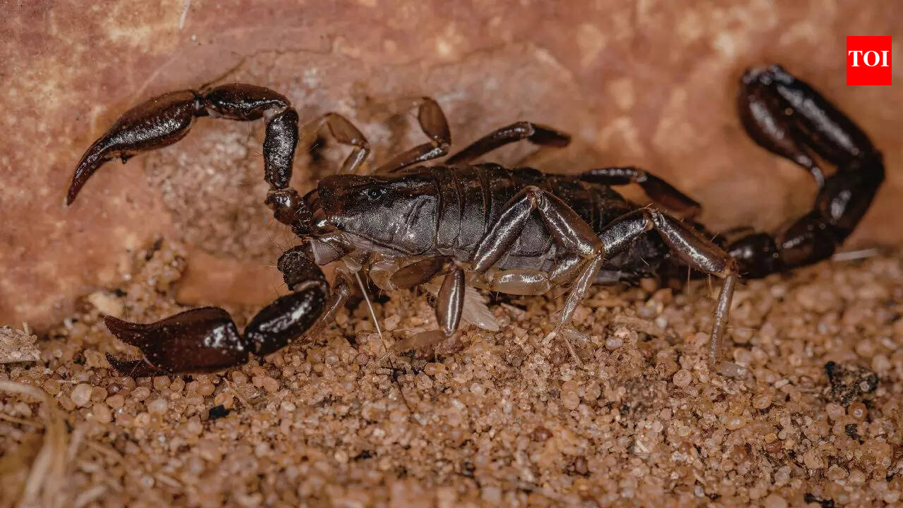 World's largest scorpion from India looks terrifying at 9 inches