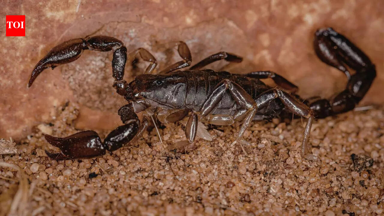 World’s largest scorpion from India looks terrifying at 9 inches long but is shockingly harmless