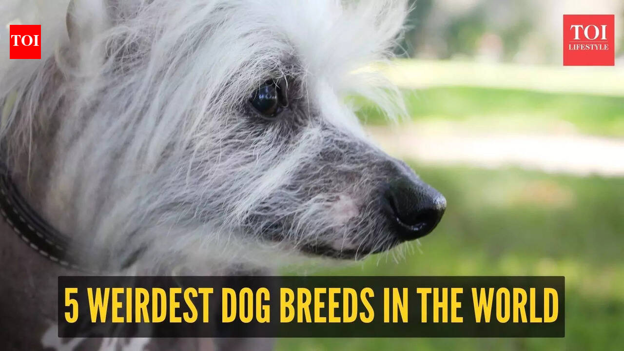Hairless to Sheep-like: 5 weirdest dog breeds in the world