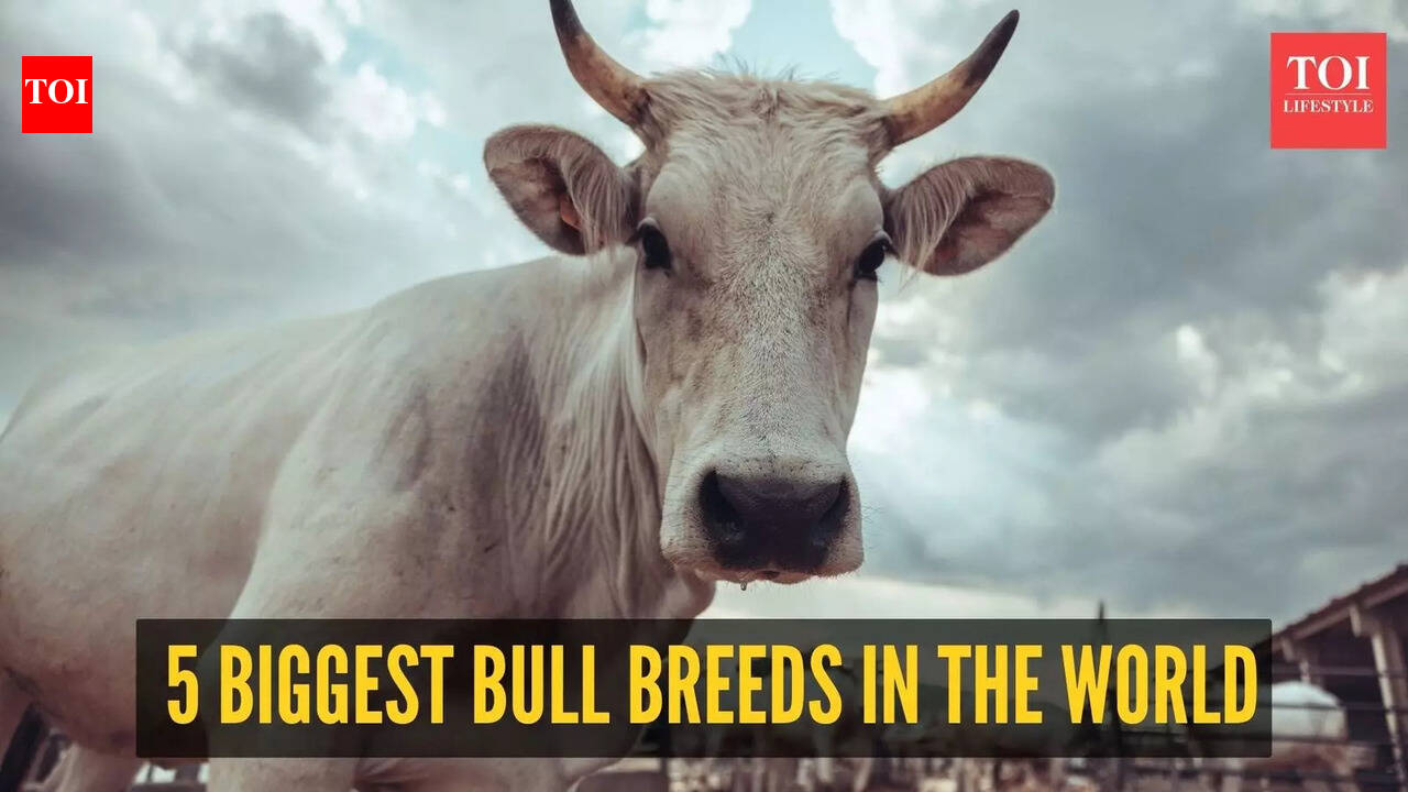 From Sibi Bhagnari to South Devon: 5 biggest bull breeds in the world