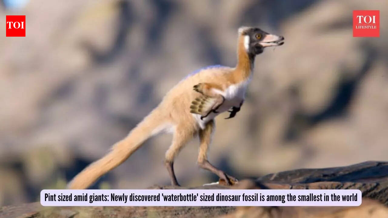 Pint sized amid giants: Newly discovered 'waterbottle' sized dinosaur fossil is among the smallest in the world