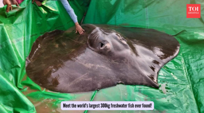 Meet the world's largest 300kg freshwater fish ever found!