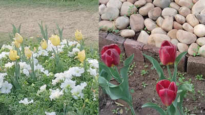 Oh tulips: Reel-ing, nostalgia & the politics of urban aesthetics