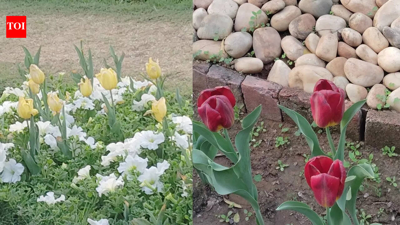 Oh tulips: Reel-ing, nostalgia & the politics of urban aesthetics