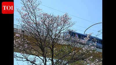 Summer blooms steal the show