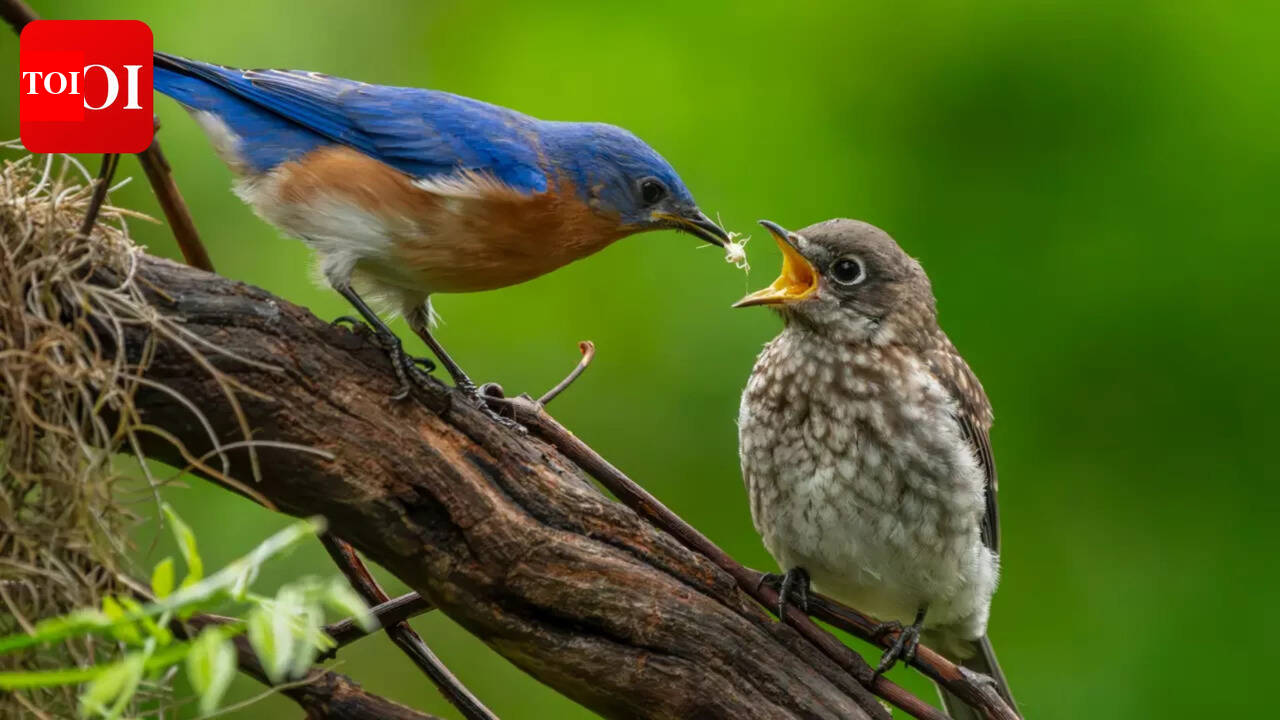 Want to boost your brain health? A new study says start birding
