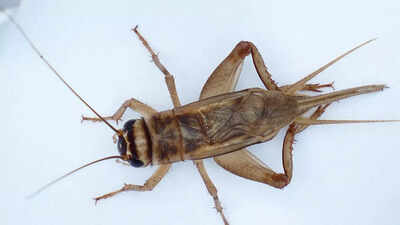 Can crickets really tell the temperature? Here’s what 127-year-old science reveals