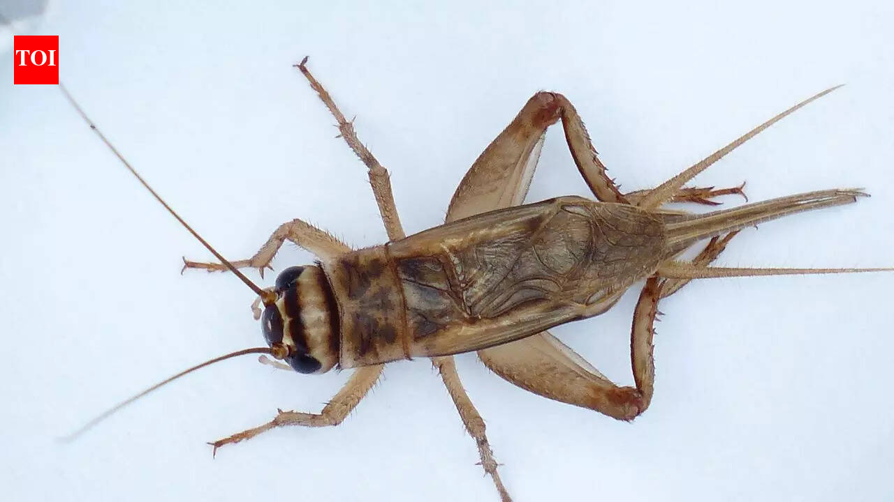 Can crickets really tell the temperature? Here’s what 127-year-old science reveals