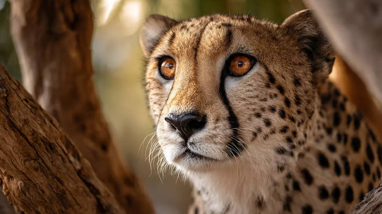 The Science Behind Why Cheetahs Are The Fastest Land Animals On Earth ...
