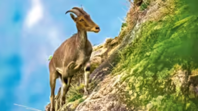 CM lays foundation stone for Nilgiri tahr conservation centre at Coimbatore’s Semmozhi Park