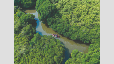  Drones, AI to Quantify Mangrove, Seagrass Carbon Storage
