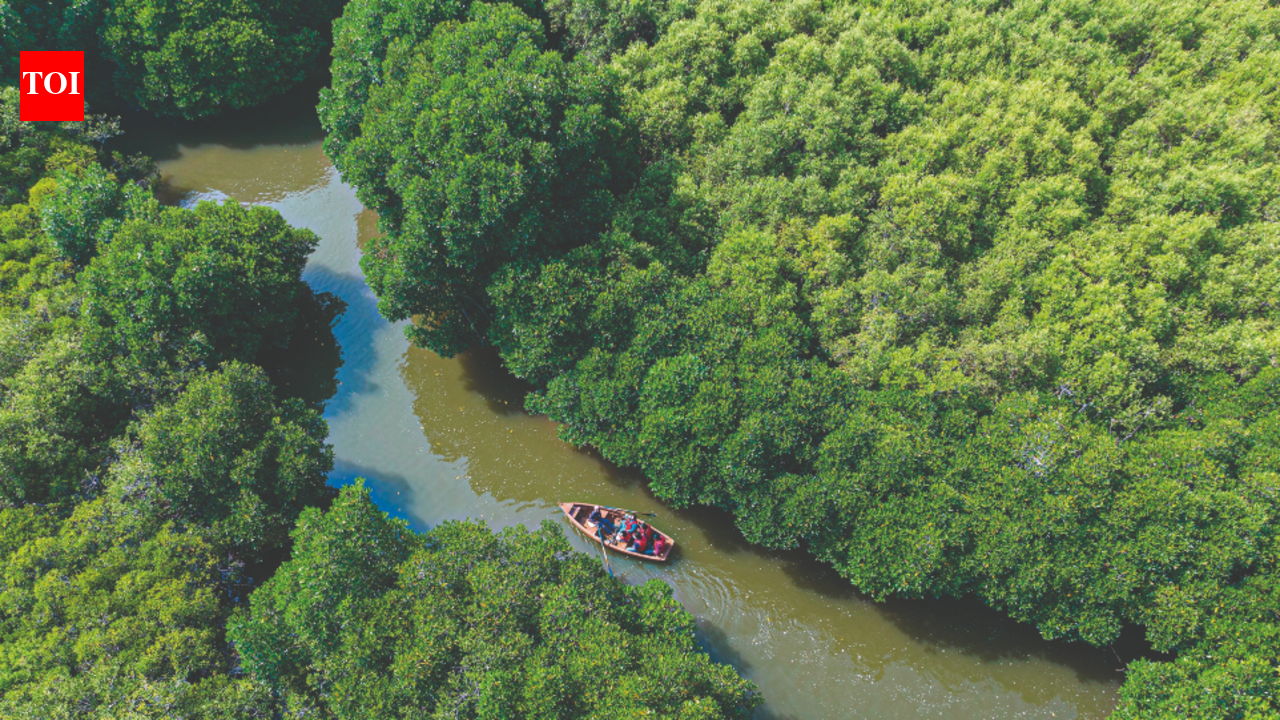 Tamil Nadu Blue Carbon Mapping: Drones, AI to Quantify Mangrove, Seagrass Carbon Storage