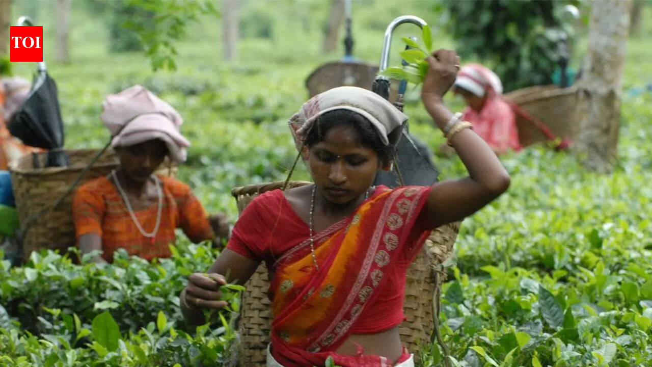 Indian tea exporters keep fingers crossed as tension escalates in West Asia