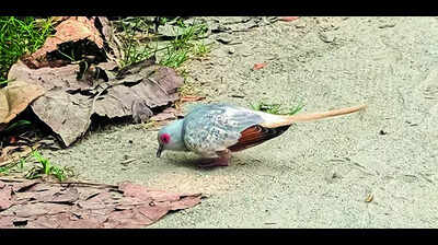 Australian diamond dove spotted in Assam for first time