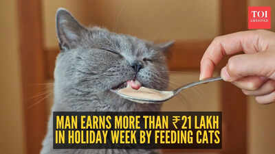  Man earns a fortune during the holiday season just by feeding cats; here’s his viral story
