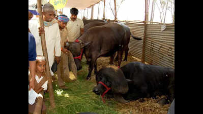 Milk production grows 64% in 10 years in Maharashtra