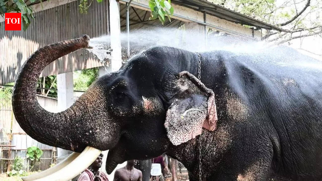 Elephant Task Force set up for Dakshina Kannada villages | Mangaluru ...