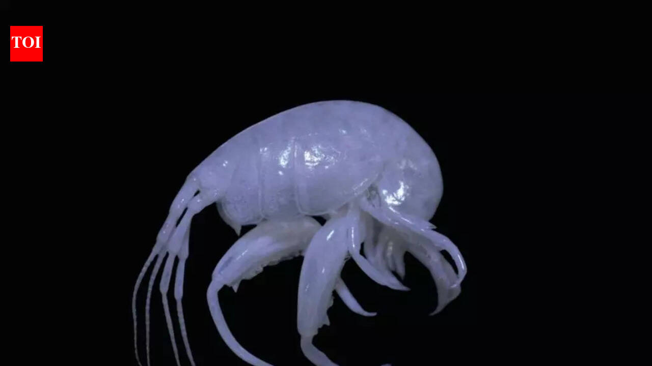 Shrimp-like marine species detected in Aryjapalli