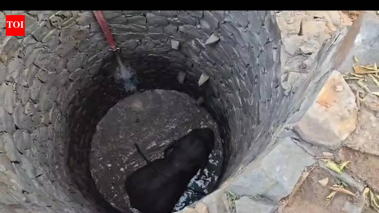 Jumbo rescued from open well in Keonjhar