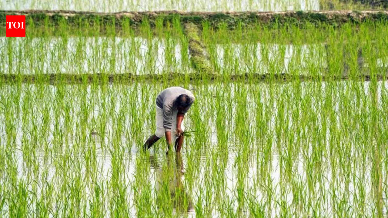 Direct seeded rice: Haryana govt provided Rs 4k/acre incentive to ...