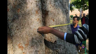 PMC halts contract of tree census after objections of overcharging