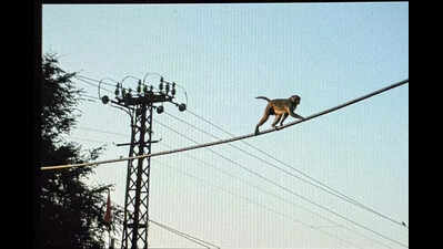 Monkey menace spreads across city as residents face attacks on daily basis