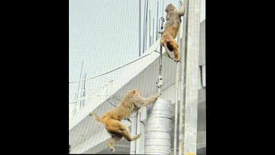 Monkey menace spreads across city as residents face attacks on daily basis