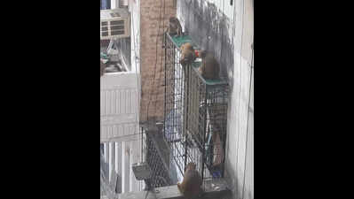 Monkey menace spreads across city as residents face attacks on daily basis