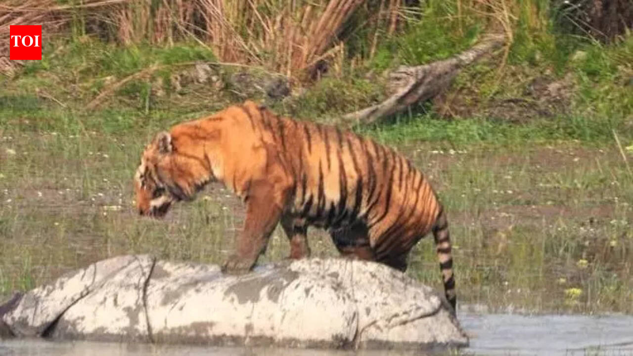 2 tigers kill female rhino in Dudhwa Tiger Reserve